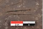 Foto (Detailansicht) von Alnus julianiformis (Sternberg) Z.Kvacek et Holy (NHMW-GEO-2024-0188-0284)